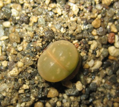 lebende Steine Lithops 006.jpg