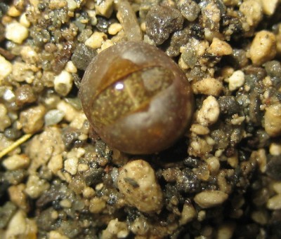 lebende Steine Lithops 005.jpg