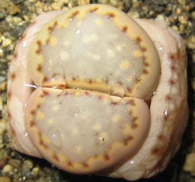 lebende Steine Lithops 002.jpg