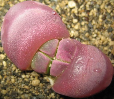 lebende Steine Lithops 001.jpg