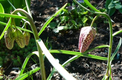 Schachbrettblume.JPG