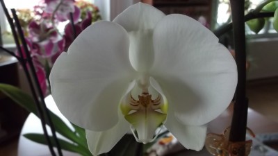 DSCF1264.jpg