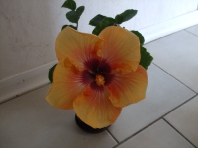 DSCF0577.JPG
