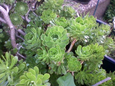 Foto-0011.jpg