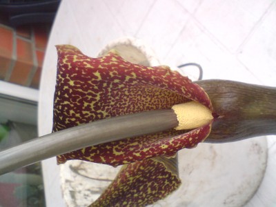 DSC00110.JPG