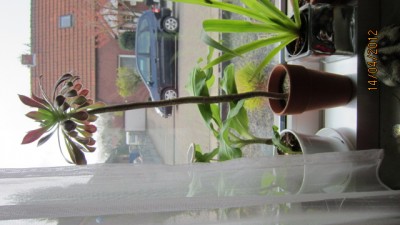 IMG_0974.JPG