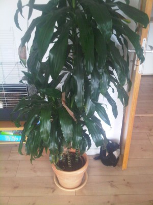 IMG-20120414-00079.jpg