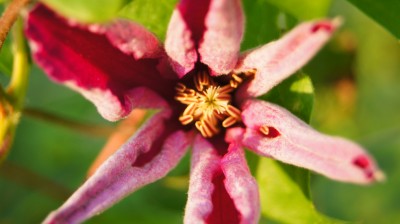 Clematis.jpg