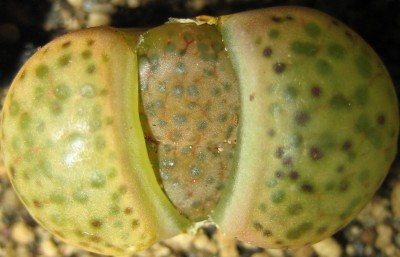 Bild green24 3 875.jpg