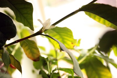 Blüte.jpg