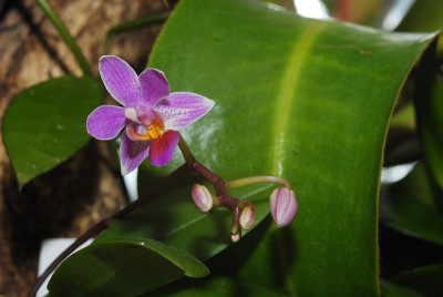 dsc_8770_Phal_equestris.jpg