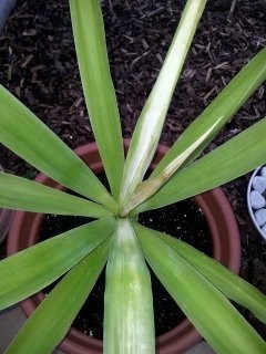 Yucca 3.jpg