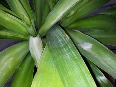 Yucca 1.jpg