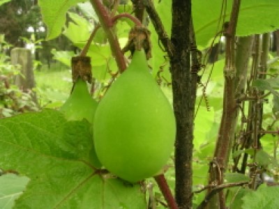 fruto desconocido.JPG