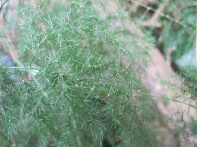 Asparagus1.jpg