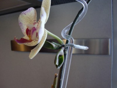 Phalaenopsis Hybride #1 Kindel #3-3.jpg