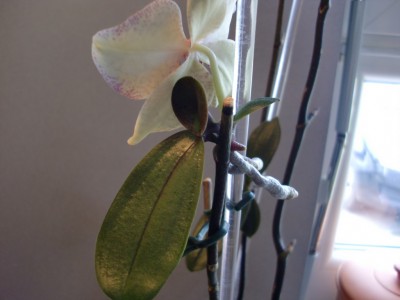 Phalaenopsis Hybride #1 Kindel #2-3.jpg