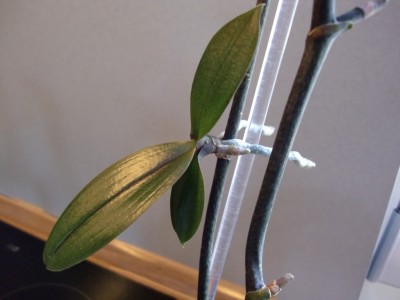 Phalaenopsis Hybride #1 Kindel #1-2.jpg