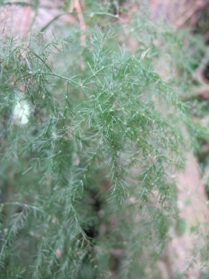 Asparagus5.jpg