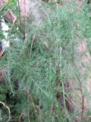 Asparagus4.jpg