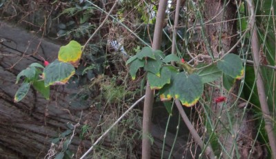 Abutilon.jpg