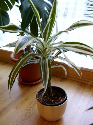 D.deremensis Febr. 07.JPG