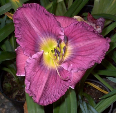 Unchartered Waters58.JPG