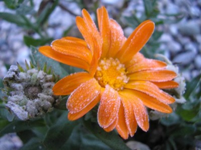 Ringelblume.jpg