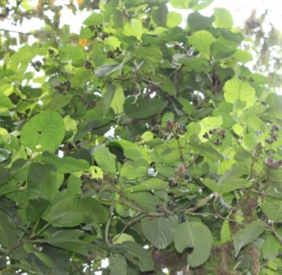 161. Baum, IMG_9463.JPG