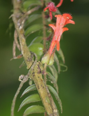 189. Pflanze, IMG_9496.JPG