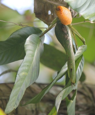 191. Pflanze, IMG_9545.JPG