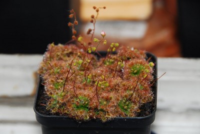 dsc_7133_Drosera_pulchella.jpg