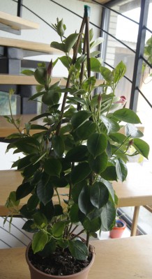 Dipladenia_2.jpg