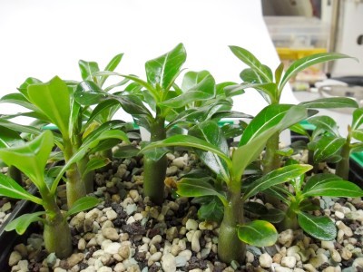 Adenium_Aussaat_21.02.12.jpg