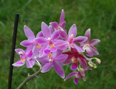 Phal. Cornustris.JPG