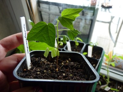 passiflora capsularis sämling.jpg