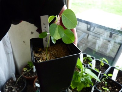 passiflora amethyst x unbekannt sämling.jpg