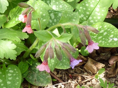 20120401 083 (800x600).jpg