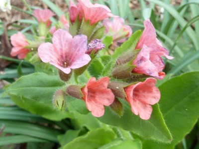 20120331 039 (800x600).jpg