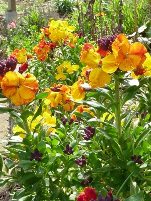 20120411 038 - Kopie (600x800).jpg