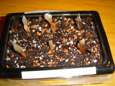 Plumi vom 10.4.12.jpg