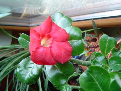 Adeniumblüte.jpg