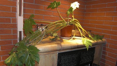 CIMG6219a.jpg
