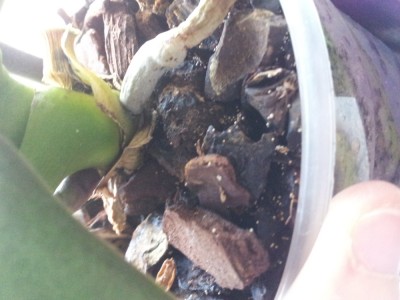 2012-04-17 08 36 09.jpg