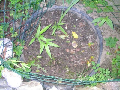 bambuskübel 005.JPG