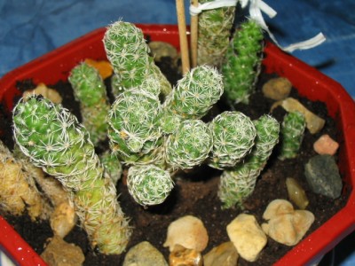 100_0003.JPG