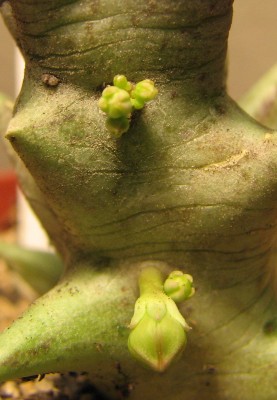 Knospen Orbea.jpg