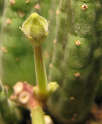Knospe Stapelia simili.jpg