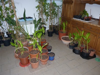 cannas waschküche.jpg