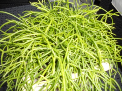 DSCN1013.JPG